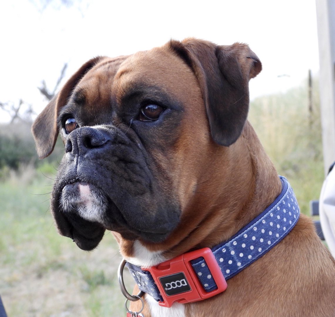 Hilary_m_cooper's tweet image. Miss Nina is 2 today! Happy birthday gorgeous girl 💗🐾🐾💗 
#boxerdog #pupper #birthdaygirl #dogsoftwitter