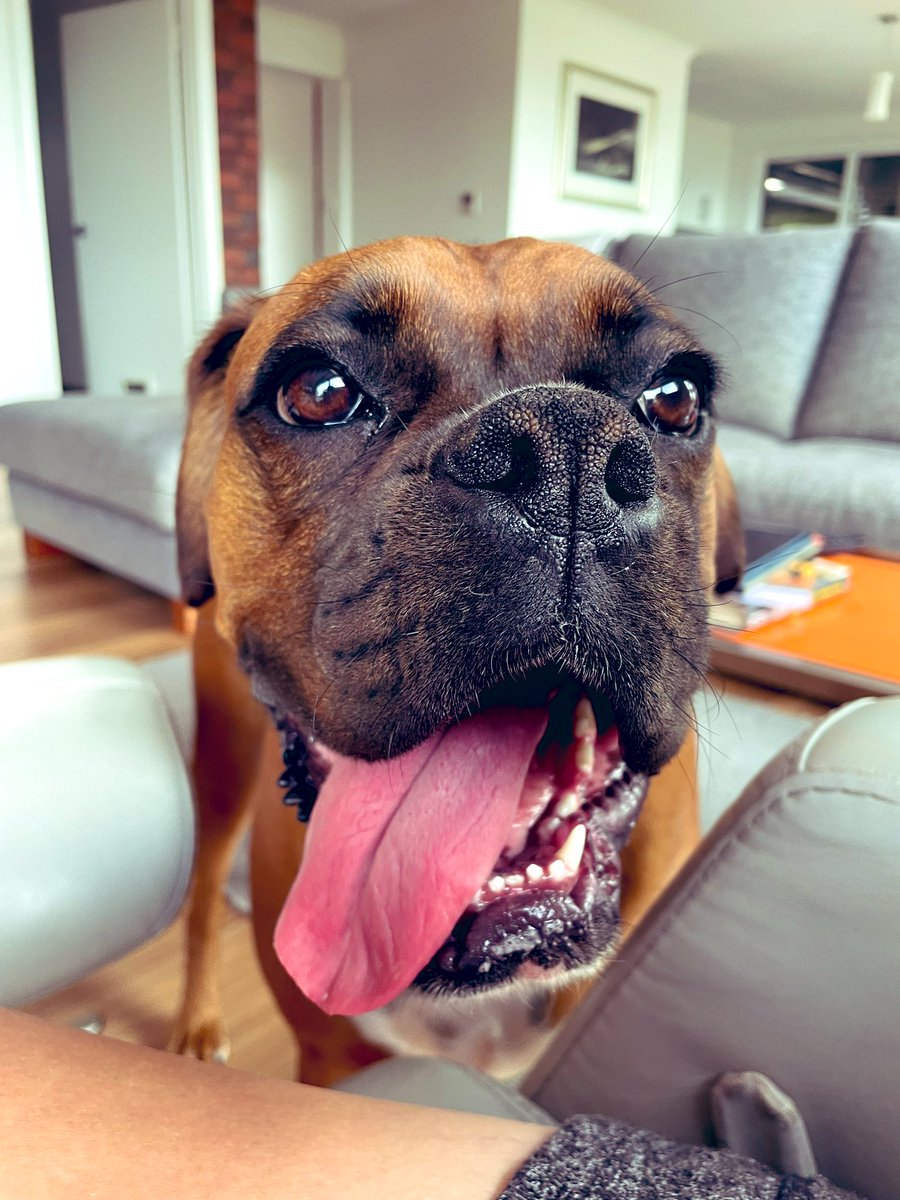 Hilary_m_cooper's tweet image. Miss Nina is 2 today! Happy birthday gorgeous girl 💗🐾🐾💗 
#boxerdog #pupper #birthdaygirl #dogsoftwitter