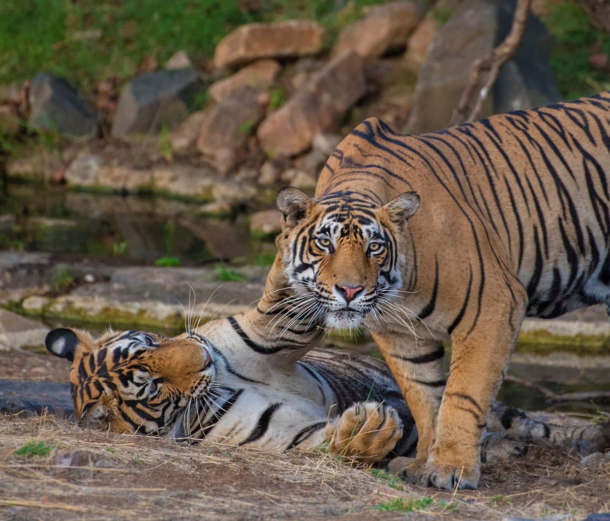 im-wildvaibhav tweet media