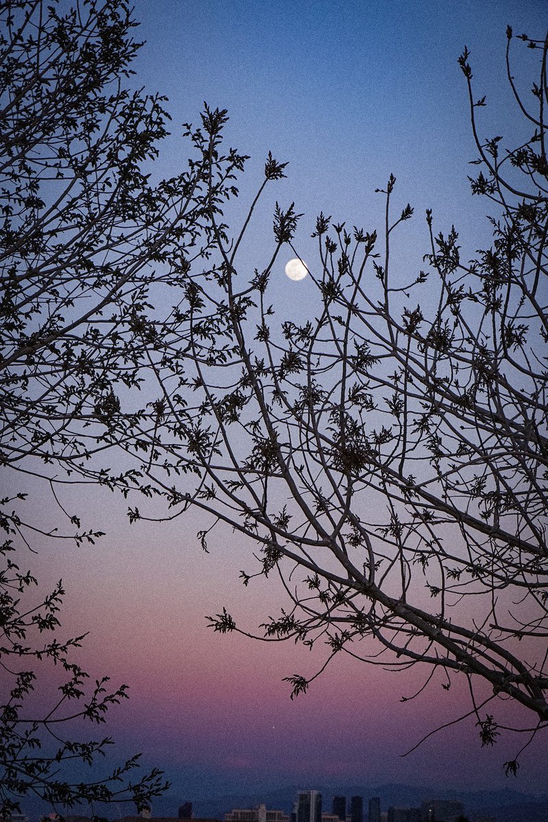 Lana del Rage tweet media