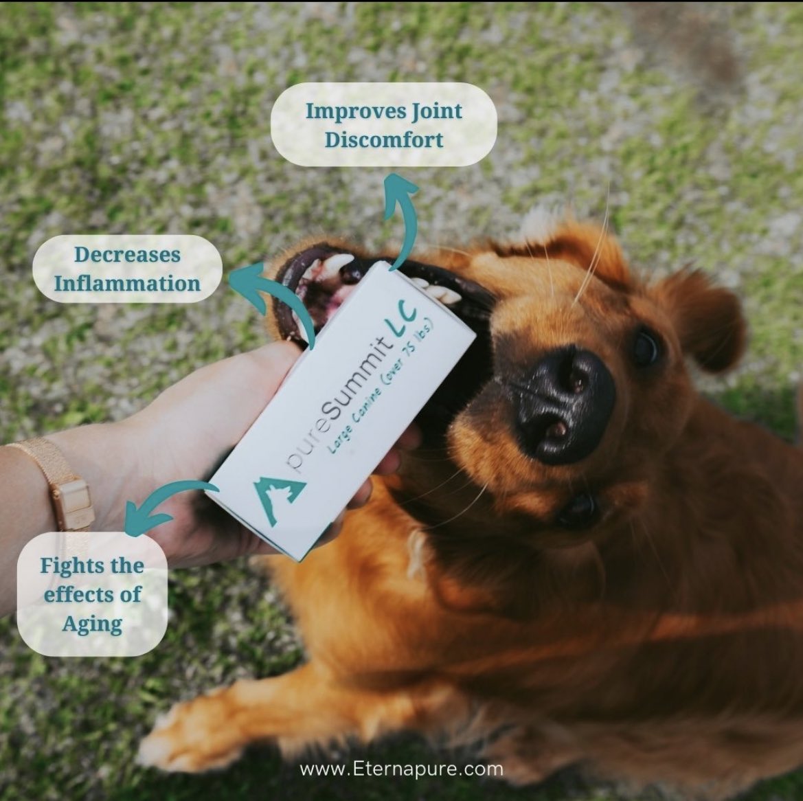 eternapureusa's tweet photo. PureSummit is our all natural ingestible formulation with the highest quality Chondroitin 4-Sulfate, powered by a patented liposomal delivery system to maximize comfort in dogs and cats! Proven to decrease inflammation, improve joint discomfort, and fight the effects of aging💪 https://t.co/A7XYP0E5h8