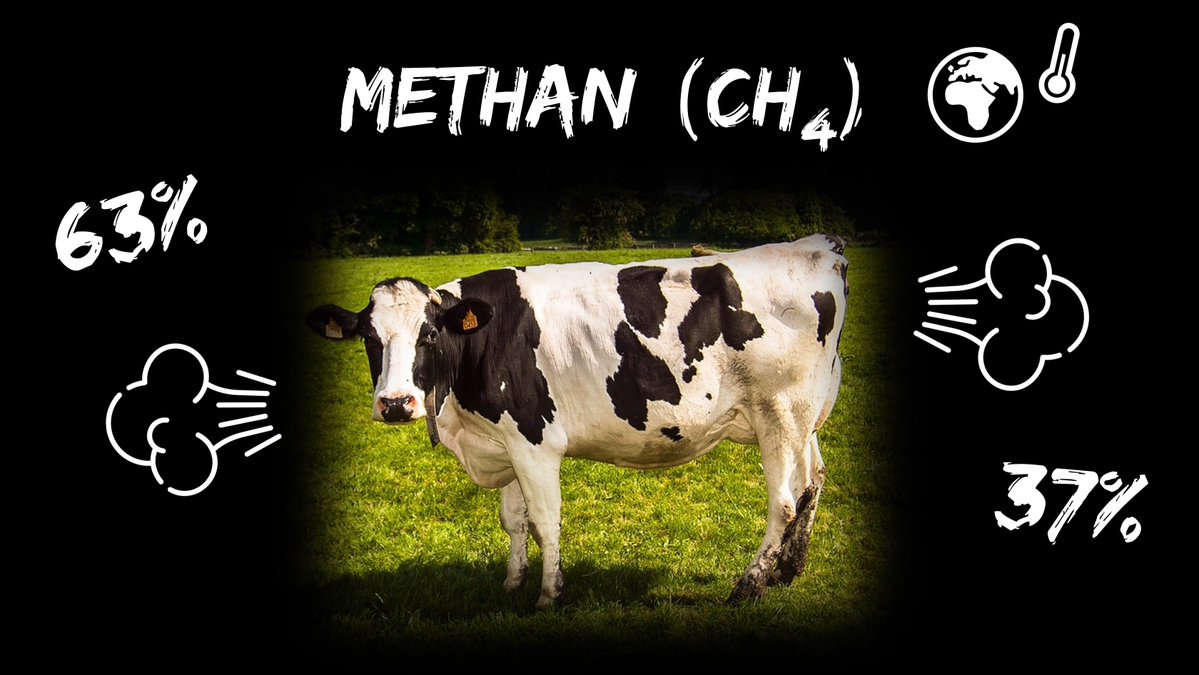 CScharun's tweet photo. Schon gewusst, dass Kühe viel mehr Methan rülpsen, als dass sie es pupsen? 🐄💨
Nur etwa 37% des gefährlichen Treibhausgases kommen tatsächlich "hinten" raus. 🤓🌍🔥
#FFSciFunFact @fforwardscience https://t.co/TEuXAoECYE