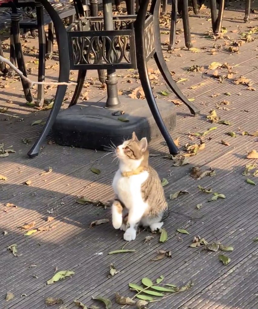 Whose cutie is this?