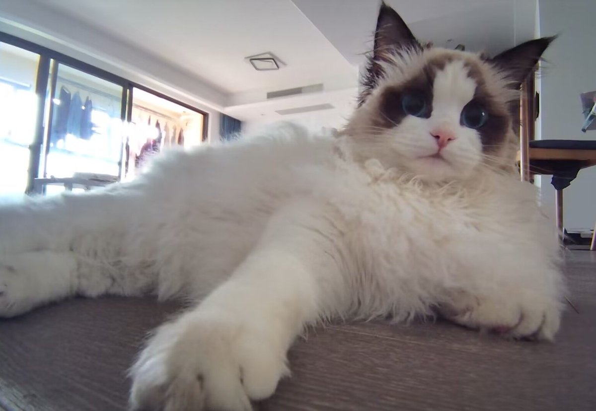 八个月大了，眼影长成了面具，脸开的很正，没有长残。