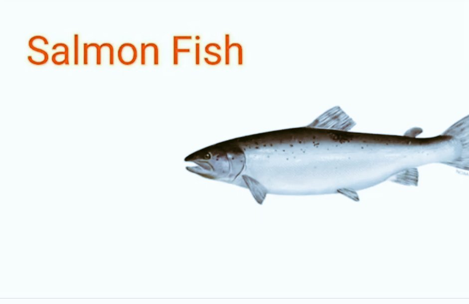9. Salmon Fish