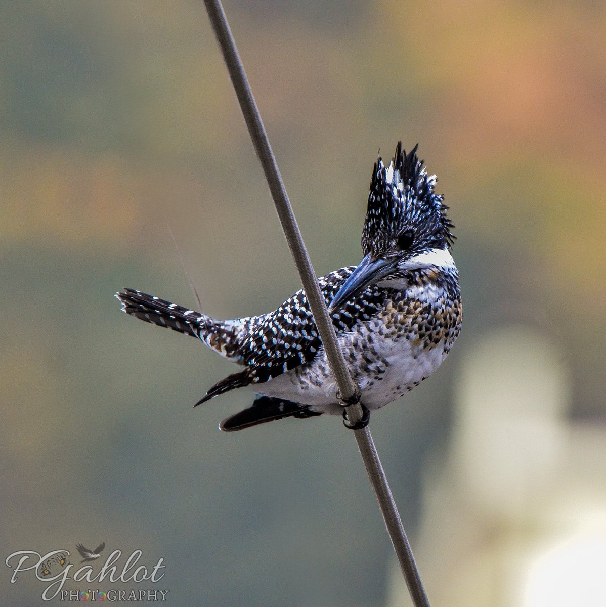 pg_photographie's tweet photo. Crested #kingfisher from Sattal #Uttarakhand

#IndiAves #NaturePhotography #Nikon #BBCWildlifePOTD  #birds #birdwatching #ThePhotoHour #birding #BirdPhotography 
#IncredibleIndia #NatgeoIndia #BirdsofHimalayas #wildlife #TwitterNatureCommunity #BirdTwitter #wildlifephotography https://t.co/LoCpo4URSL