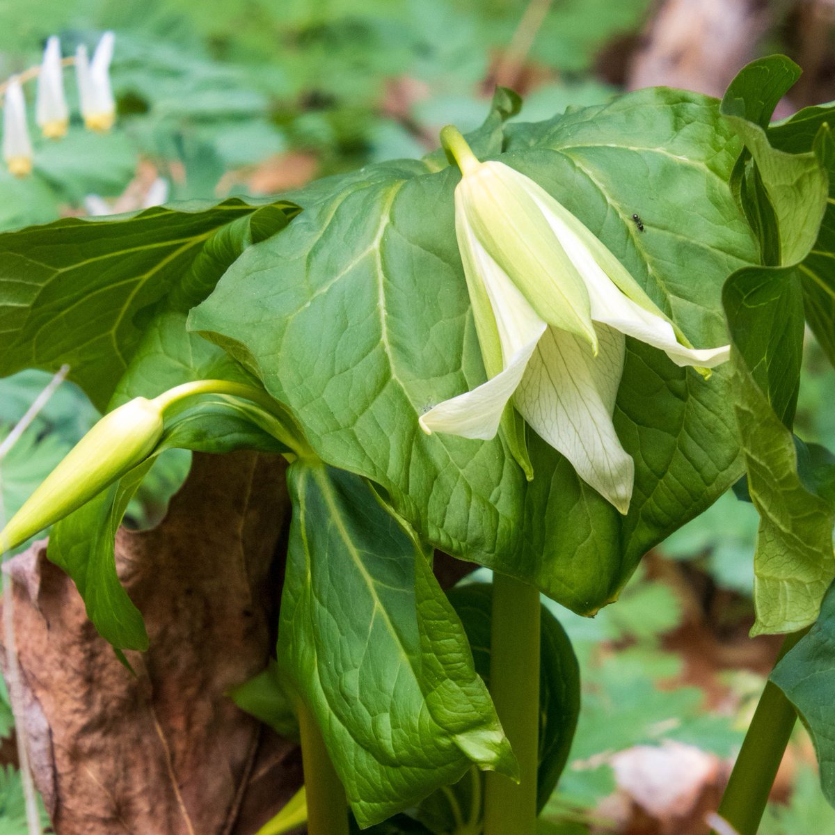 More spring wildflowers: Twinleaf, Hepatica (sharp-lobed, I think), Trillium (nodding?) 6 Apr 23, <a href="/Bowmans_Hill_WP/">Bowman's Hill Wildflower Preserve</a> #BucksCounty #WildflowerPhotography #Ephemera
