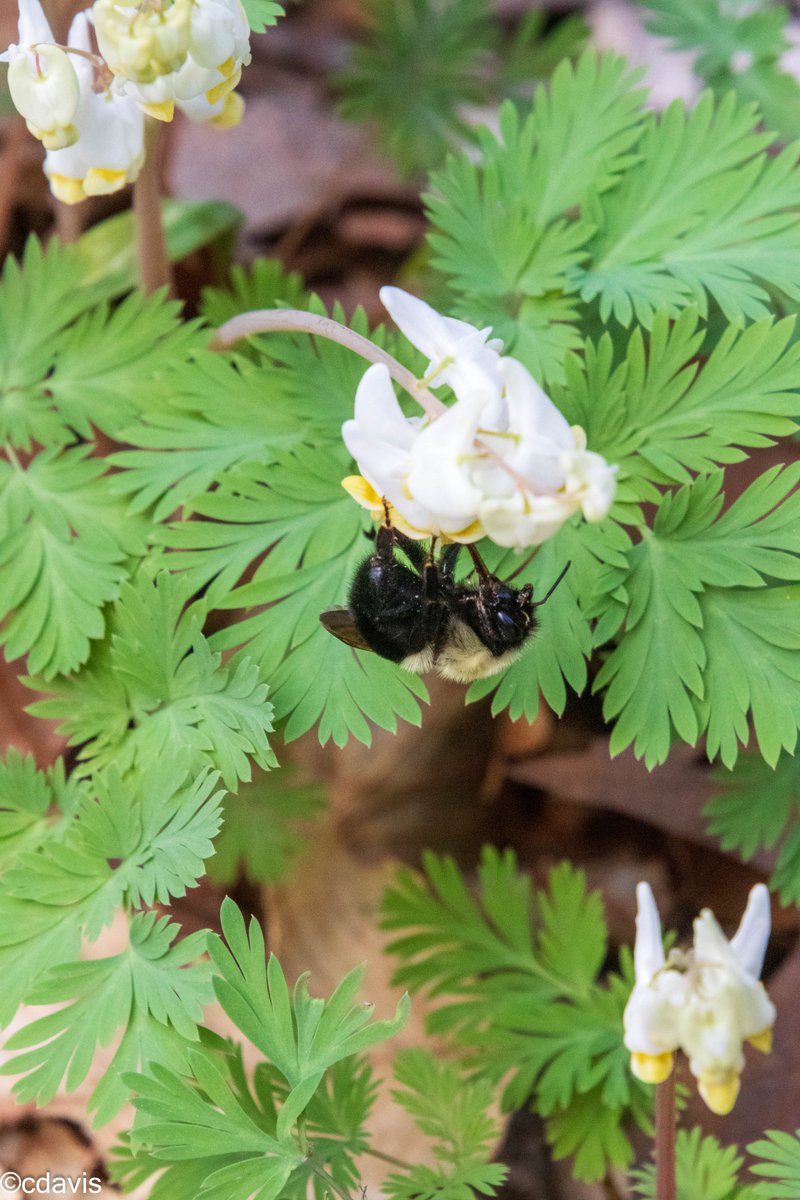 Pollenators doing their part on Yellow Trout lily and on Dutchman's Breeches.  6 Apr 23 <a href="/Bowmans_Hill_WP/">Bowman's Hill Wildflower Preserve</a> #BucksCounty #WildflowerPhotography #Ephemera