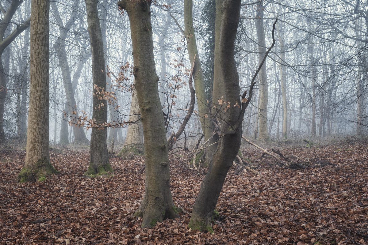 GM all, hope you are all enjoying the long weekend! Here are a double act caught in mid performance - well that's what it looked like to me! More arboreal goodness from Whiteleaf Woods, Bucks, earlier this year. #Trees #TreeClub #NaturePhotography <a href="/ThePhotoHour/">#ThePhotoHour</a>