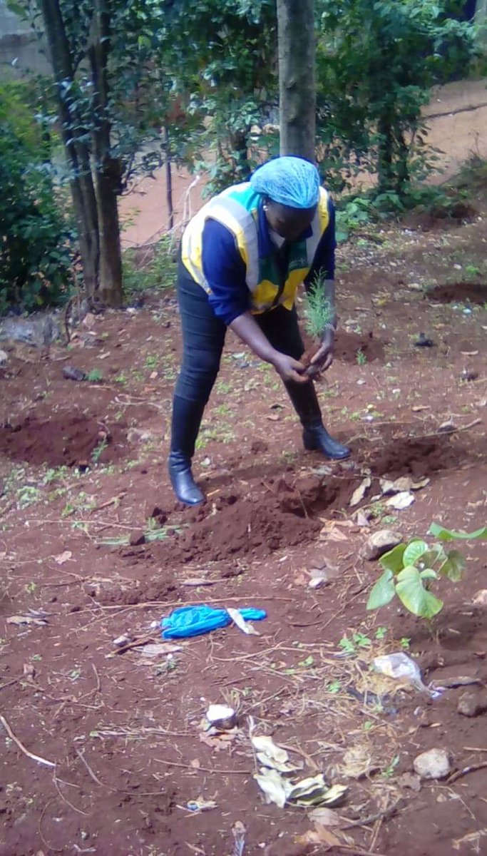 StJohnKenya's tweet photo. Our volunteer members were at Kawaida Junior secondary school in Kiambaa, Kiambu county where they planted over 200 trees in the school compound. Would you like to join us during our tree planting exercises? Get in touch on 0711 32 75 44. #5BillionTrees https://t.co/vd0dTXEFnS