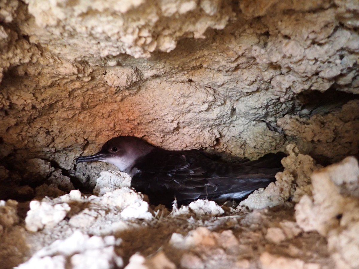 MartinAustad's tweet photo. Checked out our new paper yet? Light pollution from ships illuminate seabird cliffs and decreases yelkouan  shearwater colony attendance. Calling on @TransportMalta and @sostenibilitamt  to adopt proposed measures. https://t.co/R4Gf8Kbd3r  @jlugiessen @BirdLife_Malta https://t.co/xCb3fwfjyg