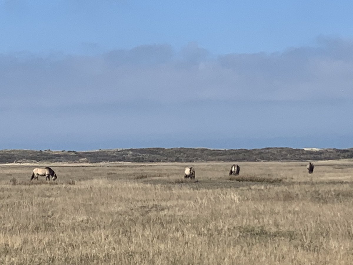 Wilde paarden in de Slufter.