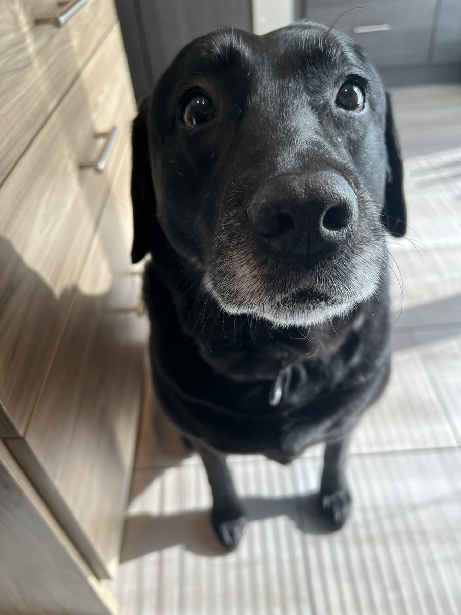 Wait! Did you say a bunny is coming to da house wid eggs? I wuv eggs. Do I chase or say tanks? #Easter2023 #dogsoftwitter #dogs