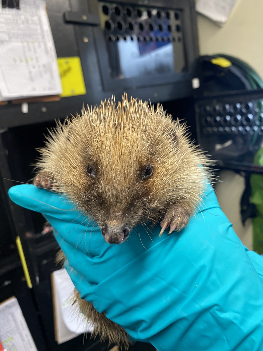 Prickles_Paws's tweet photo. Colin has been with us for a couple of days now and is looking so much brighter. An older boy he was found out during the daytime who we suspect has just woken from hibernation very weak and dehydrated. Hedgehogs are nocturnal animals, out in daytime is a sign something is wrong. https://t.co/FZsUiWX7D5