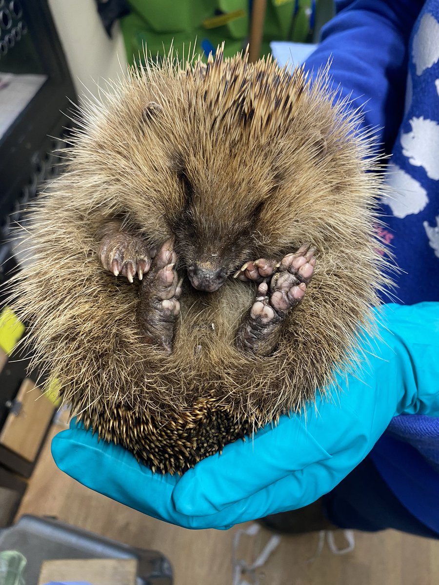 Prickles_Paws's tweet photo. Colin has been with us for a couple of days now and is looking so much brighter. An older boy he was found out during the daytime who we suspect has just woken from hibernation very weak and dehydrated. Hedgehogs are nocturnal animals, out in daytime is a sign something is wrong. https://t.co/FZsUiWX7D5