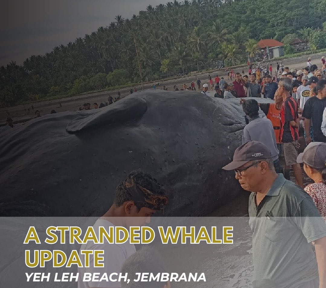 WesterlakenFoun's tweet photo. Today, a male sperm whale (suspected) stranded on Yeh Leh Beach, Jembrana. Out team and and the stakeholders observe and measure around the location today. The mobilisation of excavators, necropsy, and burial process will be carried out tomorrow.
#StrandedWhale
#MarineEnvironment https://t.co/TWxgRo9euP