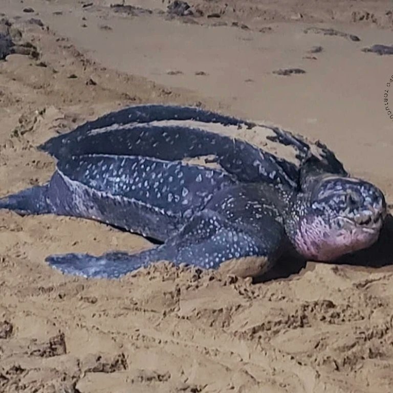 No van a poder entrar tinglares a anidar esta temporada en playas de San Juan por inacción gubernamental.
Playa de anidación de tinglares se ha convertido en pista de vehículos de motor y motoras. 
Se ha reportado por más de dos años al Municipio de San Juan y al DRNA. Apr 8,23