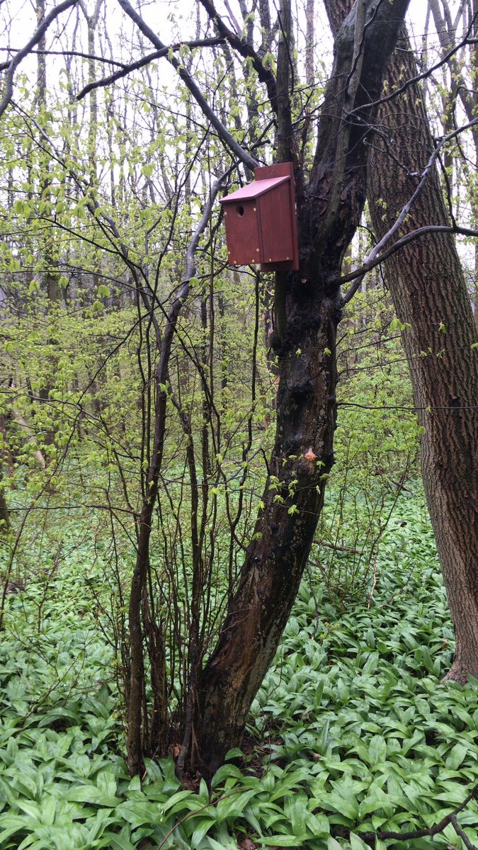 reconwithnature's tweet photo. Cleaning up trash in the local forest with a rubbish picker, &amp; putting up a bird box that my Dad made from recycled materials. Two things that money can't buy, both leave a subtle warm feeling of contributing and reconnection to nature. You know the feeling right:)? https://t.co/aomYjVJlvR