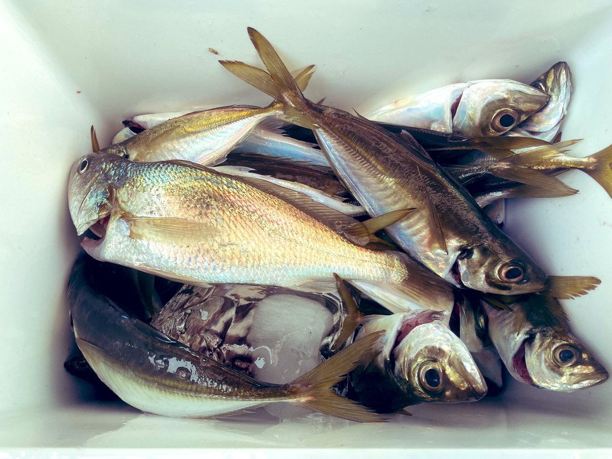 なつ🐟🌹🎤🍺 tweet media