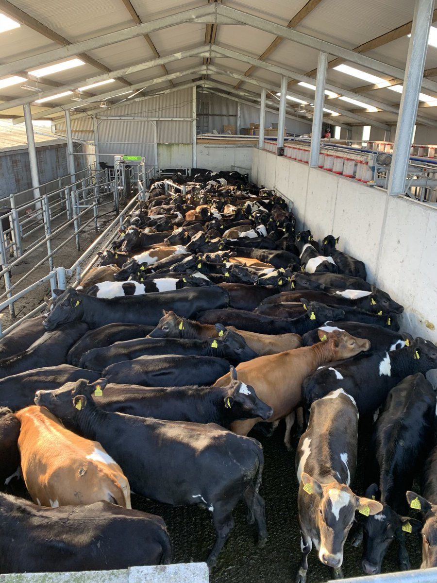 Hello farming Twitter. I have 25 Bulling heifers to sell next week. Excellent figures all <a href="/LICIreland/">LIC Ireland</a> ai bred heifers, vaccinated and ready to go 🧬 for a catalogue send me a dm.