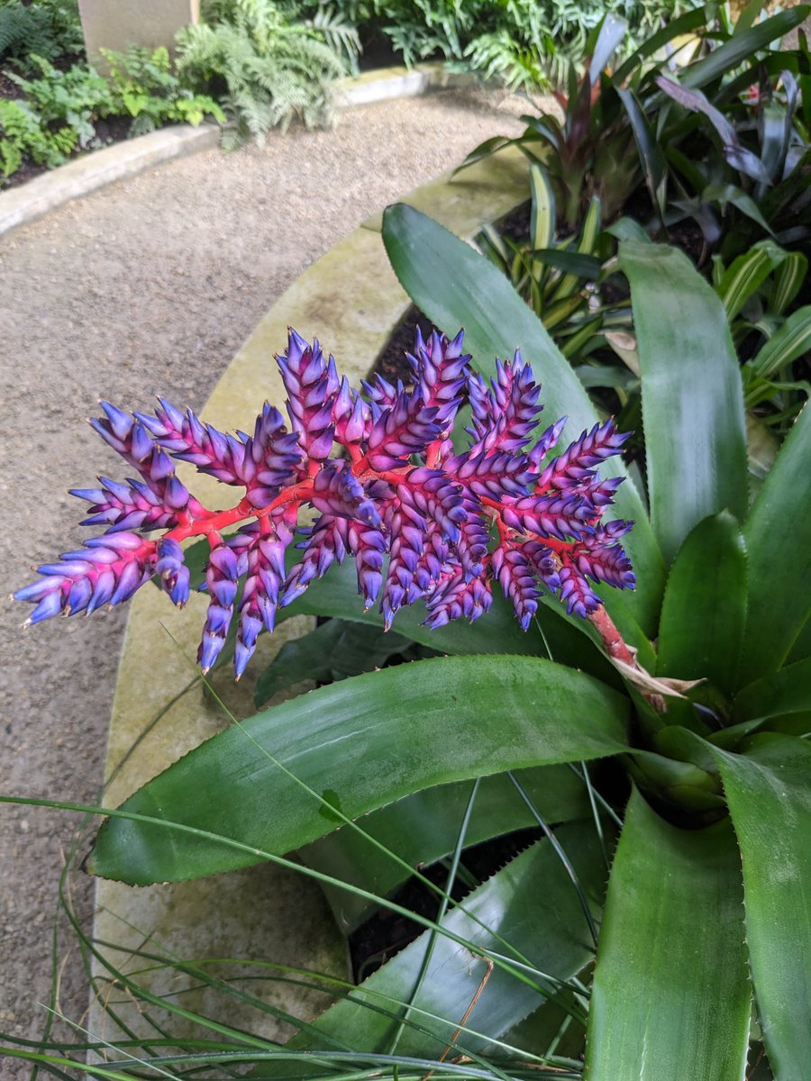 shatenka681's tweet photo. #Ботанический сад #Оранжереи #Karlsruhe #Botanischer #Garten https://t.co/B85FjTij1s https://t.co/UHAuZV51B7