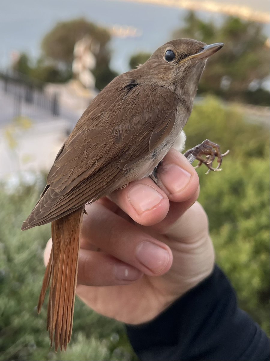 RNBWSbirder's tweet photo. Recently visiting members of RN ships took the opportunity to learn about bird ringing at Gibraltar 🇬🇮. It was great to see the birds close up and learn about the valuable research and conservation work taking place @gonhsgib @GibReserve #BirdInTheHand https://t.co/YGrfQGlvJ4