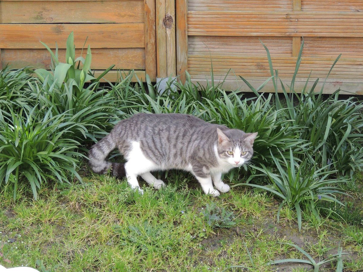 APasDeChats's tweet photo. 🚨Urgent - Recherche FA - Secteur Valenciennes (59) 🚨

Nous recherchons plusieurs familles d'accueil pour placer une dizaine de chats /chatons. 

Si vous pouvez nous aider n'hésitez pas à nous contacter!

#association #cat #chat #familledaccueil 

https://t.co/A2iHyn1J16 https://t.co/Gp0d5XYA2l