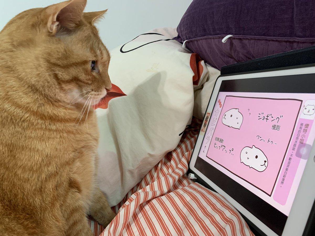 Windyyen936's tweet photo. 喜歡水豚君的橘貓。

カピバラさんのアニメが好きな我家の猫さん。

#猫 https://t.co/02uncDAv9N