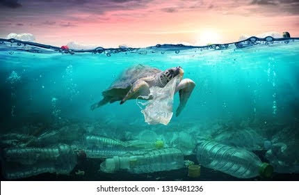 CivicraziaItaly's tweet photo. @CivicraziaItaly 
L'#Inquinamento coinvolge nel #Mediterraneo la fauna, uccelli, pesci, tartarughe.  Questi animali sono vittime di rifiuti di plastica scaricati nel  mare, rimangono impigliati o inghiottono rifiuti praticamente indistruttibili, #morendo #soffocati o di #fame .MT https://t.co/yeHhHn5pXv