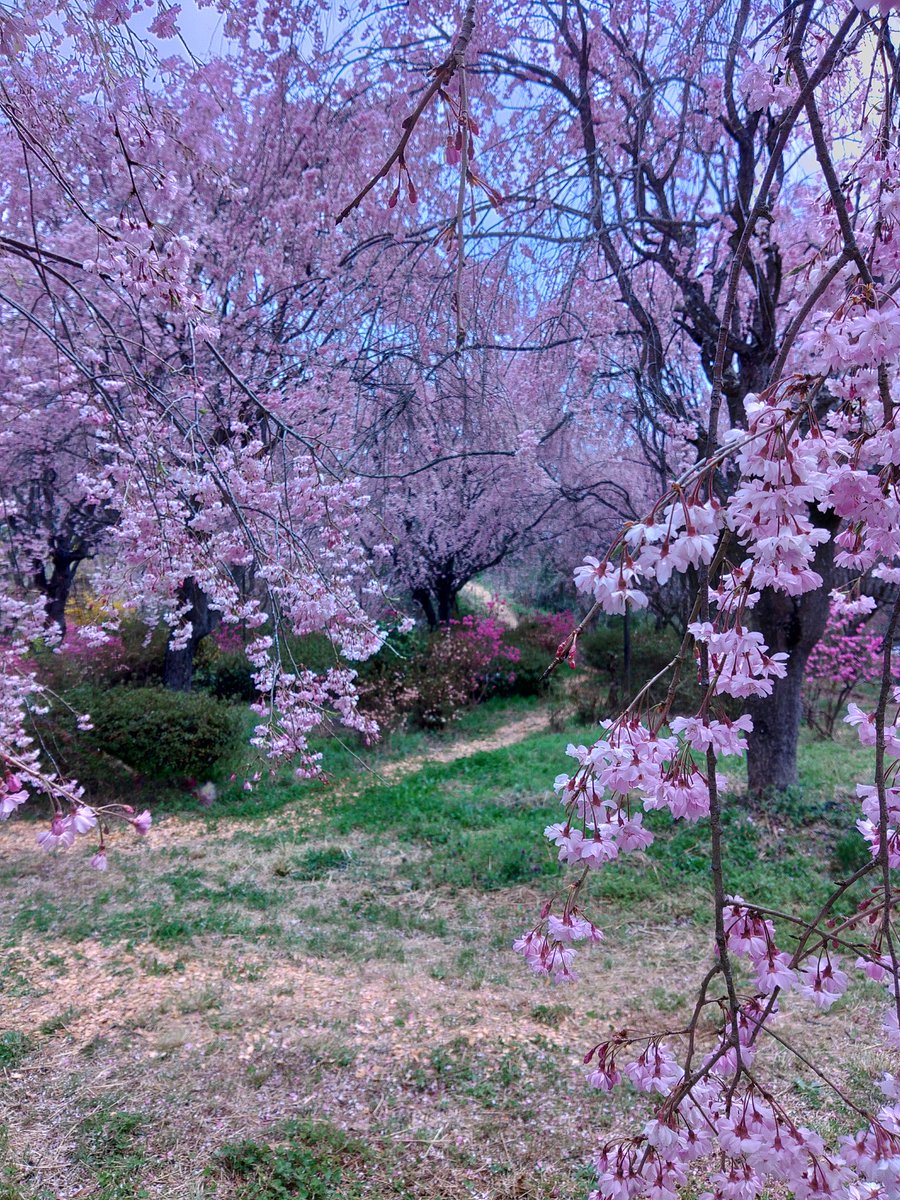 昨日は雨でしたが今週末からは天気も良く花見日よりになります。
早咲きの桜は花吹雪で沼に綺麗に浮かんでますが紅枝垂れ桜は満開過ぎでも、まだまだ見頃です。
#ムトーフラワーパーク#武藤園芸#オープンガーデン二本松#枝垂れ桜#二本松市#二本松の桜#穴場スポット
