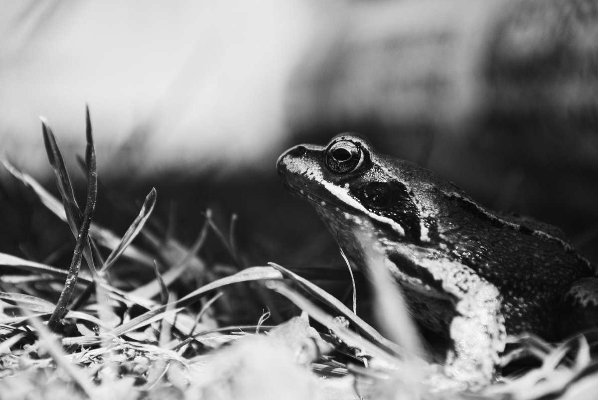 Good Morning #morning #photography #frog #spring #Easter2023 #blackandwhite #nikon #nature #NaturePhotography #Saturday