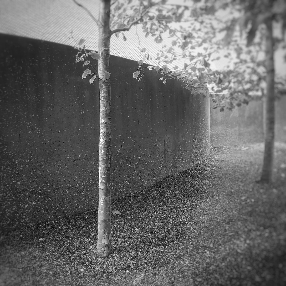 ClarkMail's tweet image. ©️ Roy Clark 2023
#tree #urbantree #urbannature