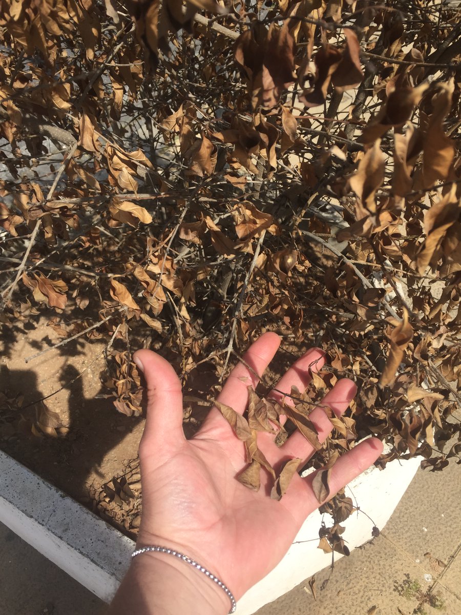 SOSterritorios's tweet photo. La prohibición de #Riegos por #Sequía, de @Ayto_Sevilla y @emasesa, ya está originando que muchos #Arbustos y #Árboles comiencen a secarse🏜️
Tras este largo y duro #Verano habrá #TalasMasivas.
Macetones secos frente al #PaseoDeTorneo.
#Agua del #RíoGuadalquivir para los #Riegos‼️ https://t.co/LoQYeyPcgw