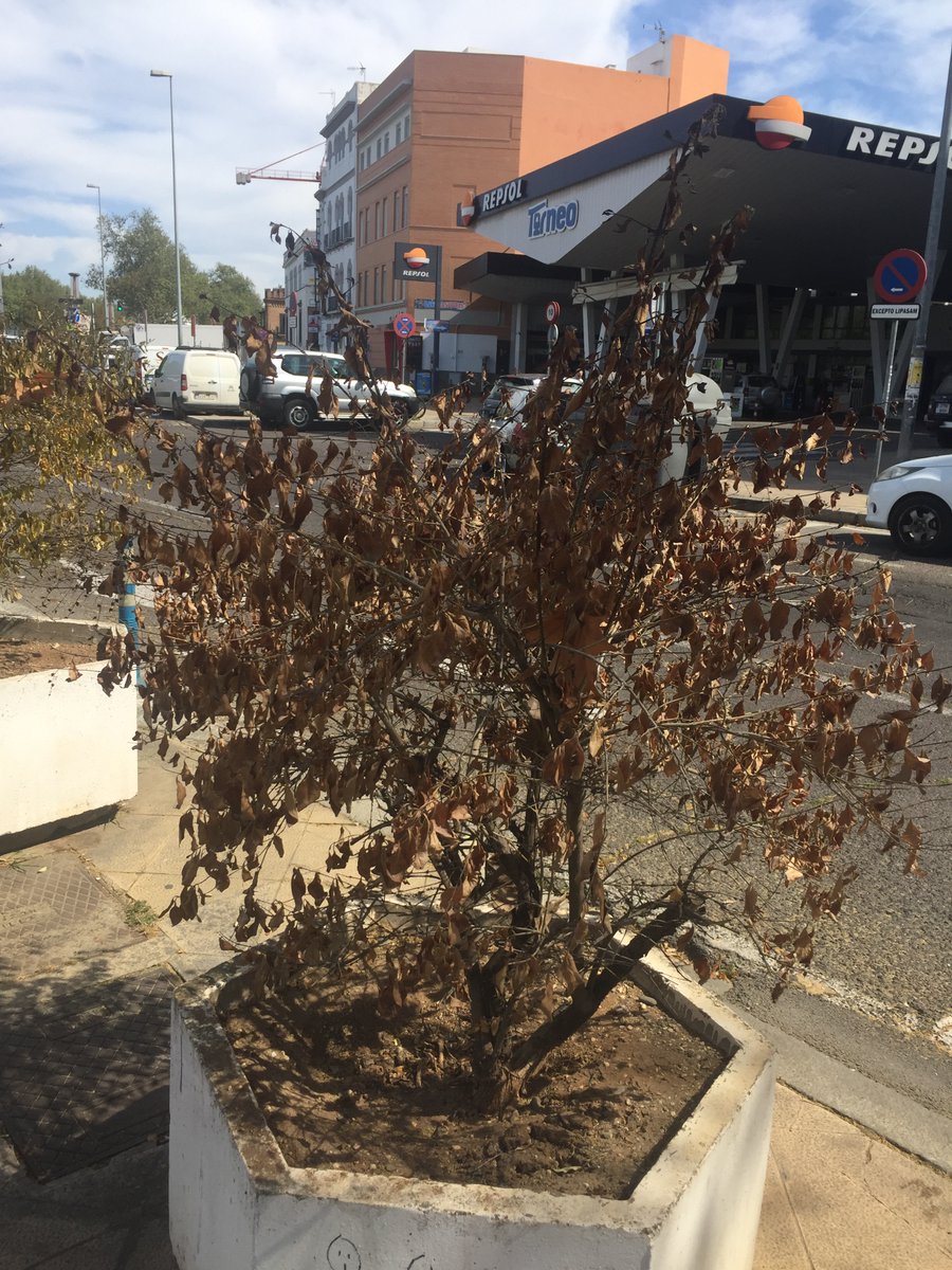 SOSterritorios's tweet photo. La prohibición de #Riegos por #Sequía, de @Ayto_Sevilla y @emasesa, ya está originando que muchos #Arbustos y #Árboles comiencen a secarse🏜️
Tras este largo y duro #Verano habrá #TalasMasivas.
Macetones secos frente al #PaseoDeTorneo.
#Agua del #RíoGuadalquivir para los #Riegos‼️ https://t.co/LoQYeyPcgw