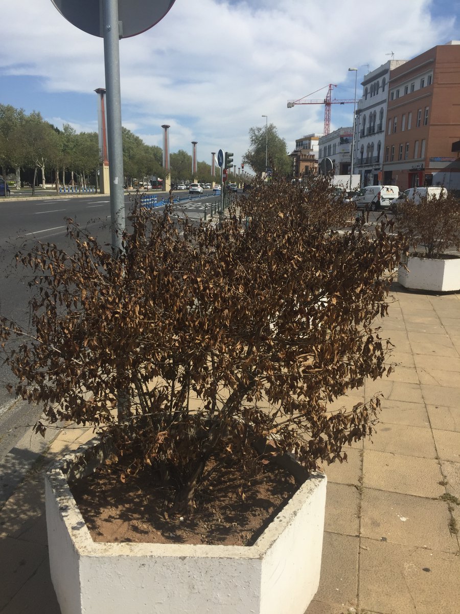 SOSterritorios's tweet photo. La prohibición de #Riegos por #Sequía, de @Ayto_Sevilla y @emasesa, ya está originando que muchos #Arbustos y #Árboles comiencen a secarse🏜️
Tras este largo y duro #Verano habrá #TalasMasivas.
Macetones secos frente al #PaseoDeTorneo.
#Agua del #RíoGuadalquivir para los #Riegos‼️ https://t.co/LoQYeyPcgw