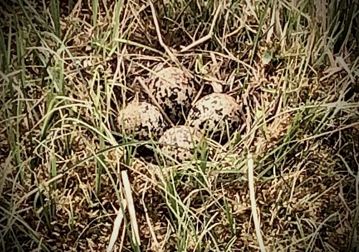 DigChrisMyers's tweet photo. these #eggs aren’t for #breakfast

#Lapwing
#PositiveThings
#YorkshireDales
#Nature #Wildlife
#OffGrid https://t.co/1YVRSFFGmQ