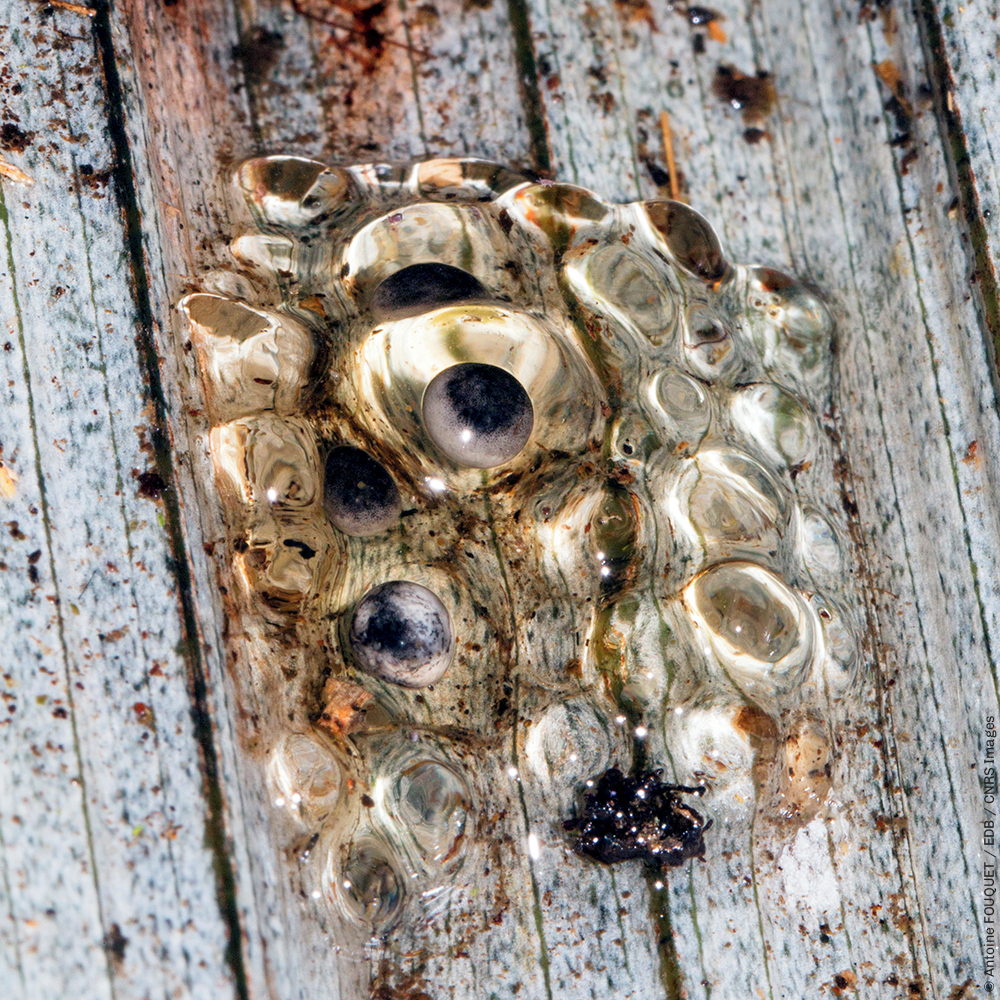 #PhotoMystère ❓ Pourrez-vous nous dire à qui appartiennent ces œufs ? instagr.am/p/Cqw7OngNmDF/