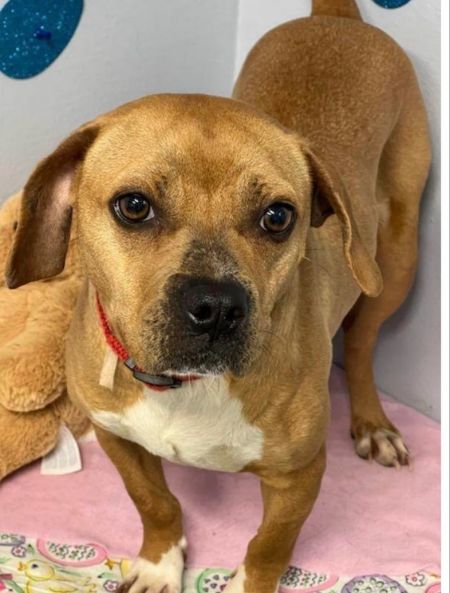 adopt_a_dog_bot's tweet photo. Gidget is a graceful lass, who can be found near Pittstown, NJ! Gidget is a Puggle, who doesnt really like long term commitments. #Puggle #dogsoftwitter #rescue #adopt #dog #Pittstown #NewJersey #NJ https://t.co/3mv2A0L8iJ https://t.co/DZAXKn2puT