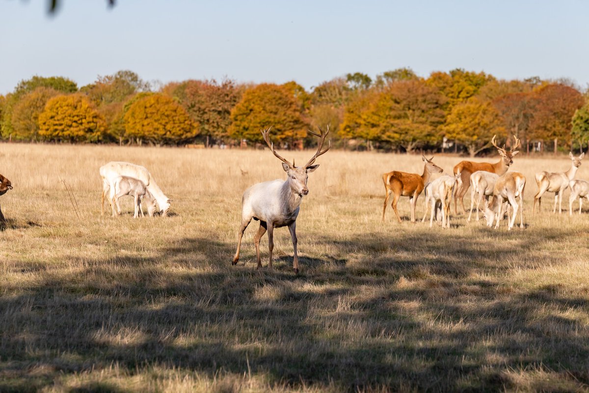 stosythpriory_'s tweet photo. We love this beautiful snap of the deer herd that our estate is so known for…

#StOsythPriory #StOsyth #Wildlife #WildlifePhotography #Animals #Deer #RedDeer #Stag #CountryEstate #CountryRetreats #Essex https://t.co/qZkiTs88jj