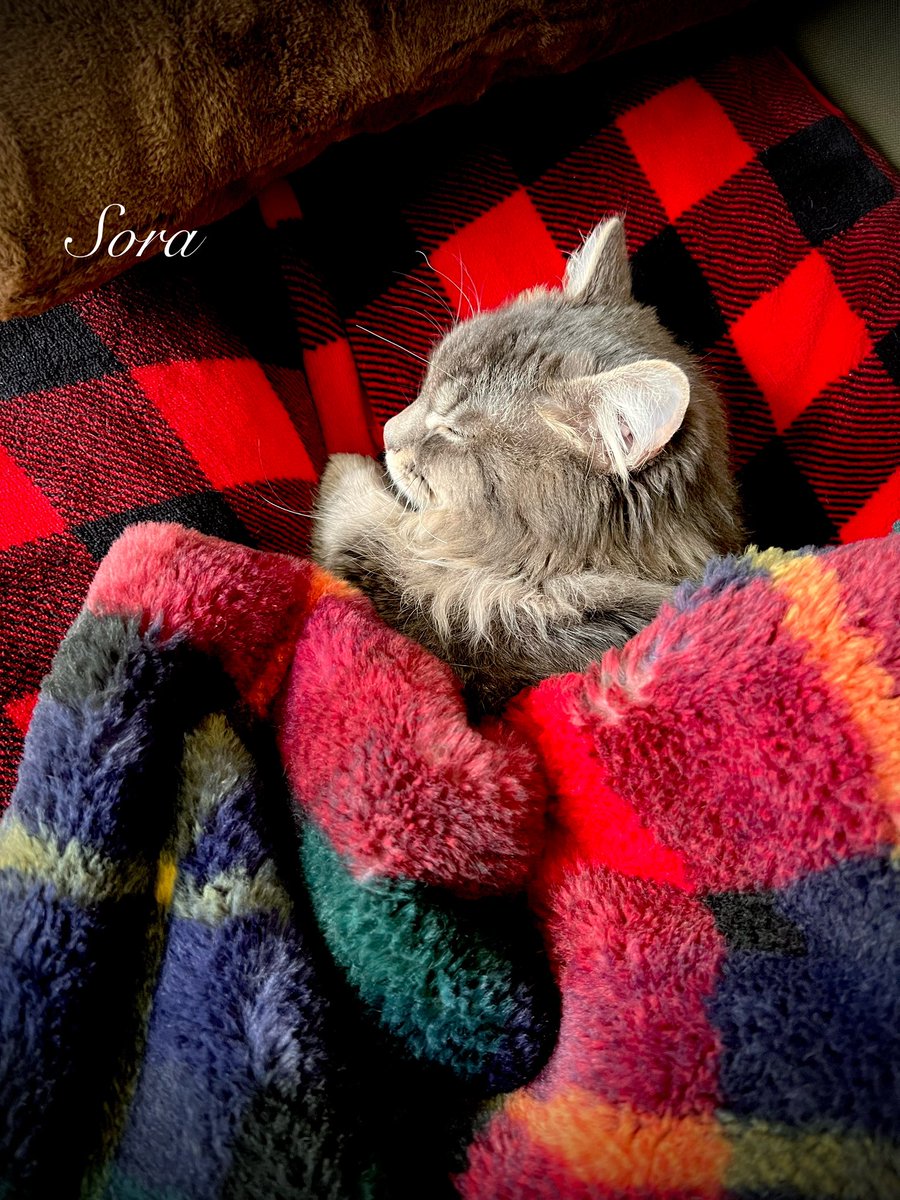 tenchan_0101's tweet photo. よく寝てる😊💕

#マンチカン　#マンチカン短足　#にゃんこのいる生活　#cat #猫 https://t.co/oCsUPWPcUJ