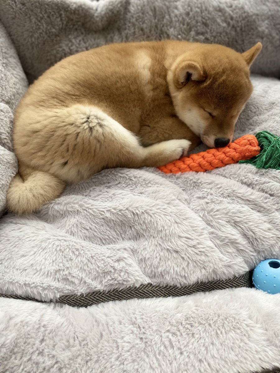 SingerDesignLtd's tweet photo. My new puppy  ❤️ 🐶 #ShibaDoge #ShibaInu #ShibaArmy #cryptodog https://t.co/7DLibH61JU
