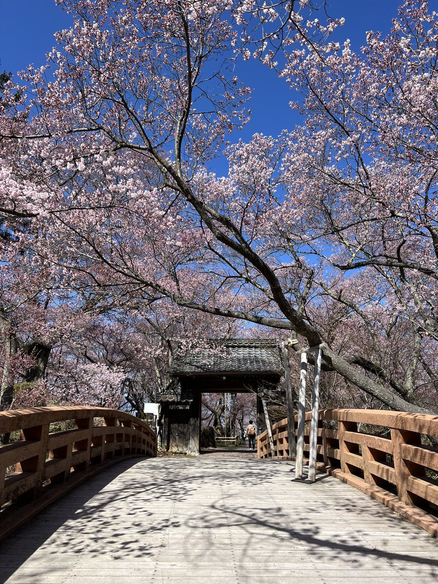 長野県・高遠城！天下第一の桜と称され日本三大桜の名所・高遠城の桜祭り🌸 桜の時期の高遠城は初めて来ました♪
