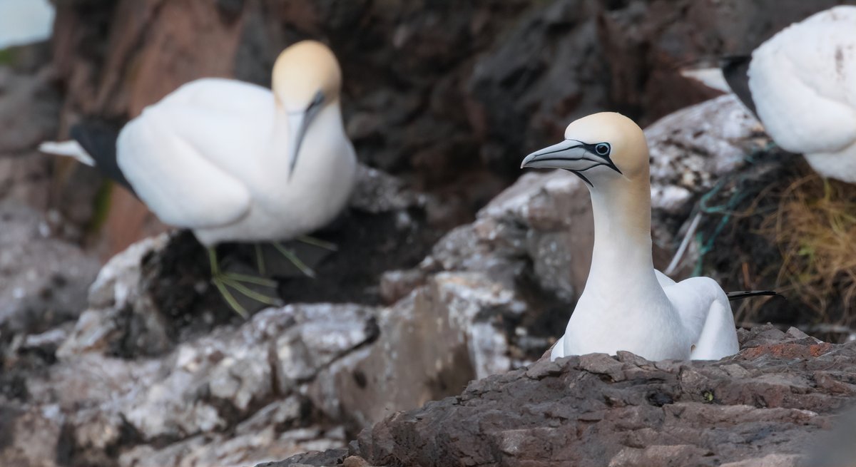 Alex Penn (@alexpenn_1) on Twitter photo I've seen lots of observations recently of dark-eyed Gannets, touted as a possible link to birds having contracted HPAI. Before yesterday, I'd never seen a dark-eyed bird <a href="/FI_Obs/">Fair Isle Bird Observatory</a>, but a scan of c.30 birds that I could get a good look at found 7 with at least one fully dark eye I've seen lots of observations recently of dark-eyed Gannets, touted as a possible link to birds having contracted HPAI. Before yesterday, I'd never seen a dark-eyed bird <a href="/FI_Obs/">Fair Isle Bird Observatory</a>, but a scan of c.30 birds that I could get a good look at found 7 with at least one fully dark eye