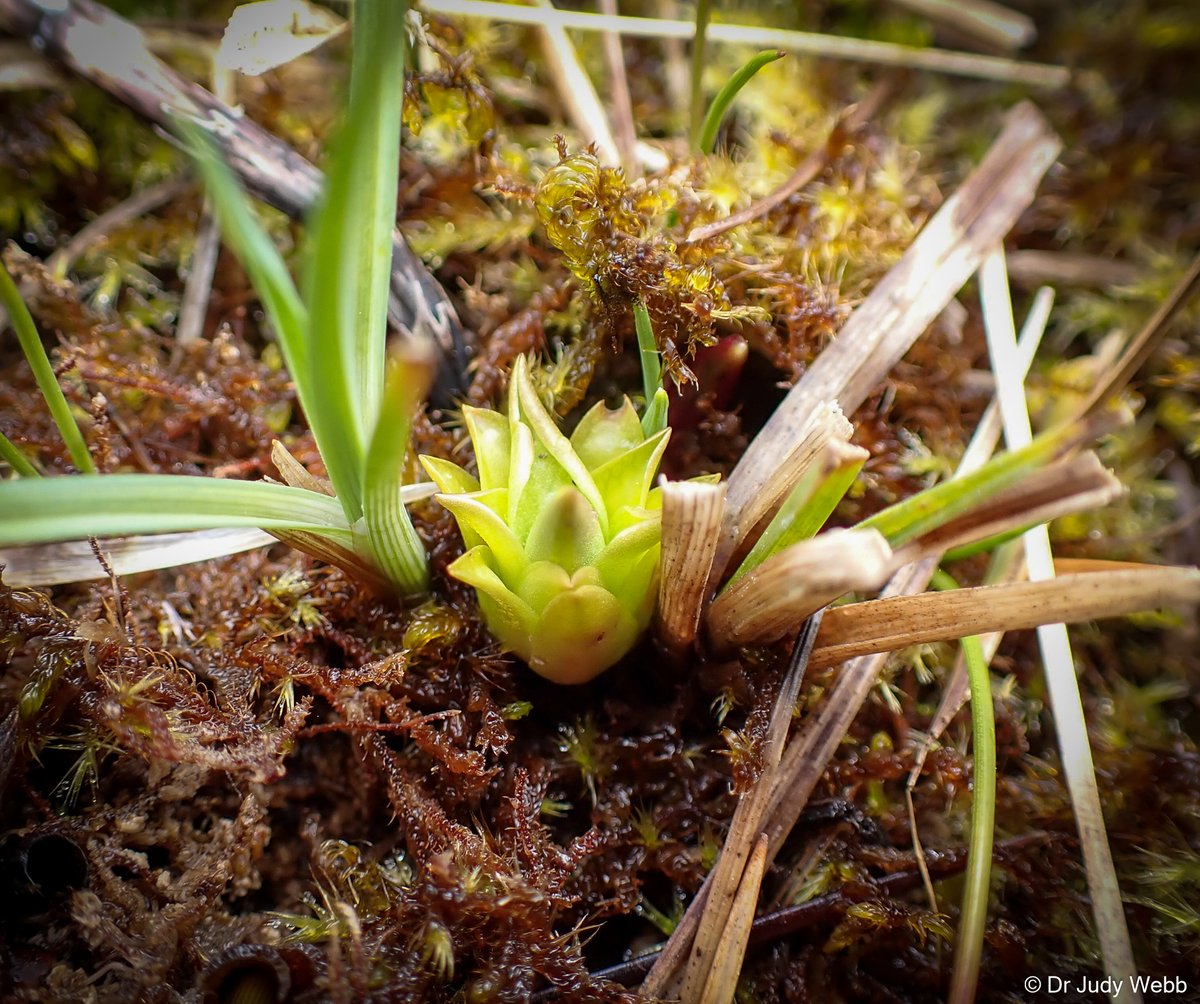 Our first Butterwort (Pinguicula vulgaris) rosette has just emerged. They reappeared in 2018 after a long absence, probably due to our #FenRestoration work. It's carnivorous, and its sticky leaves catch small insects. Vulnerable in England, and Rare in #Oxon.