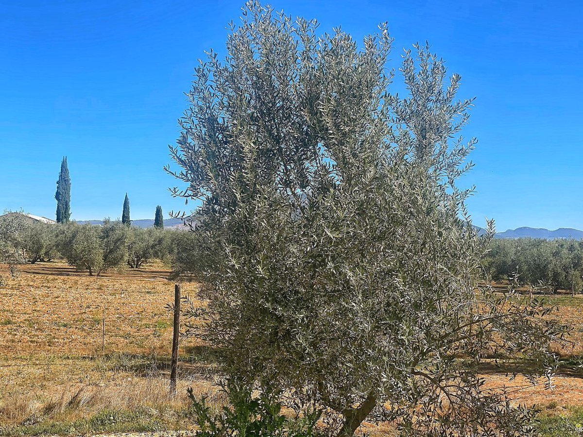 lordofkendal's tweet photo. Palm oil is under severe attack in the EU; deforestration, orangUtan, biodiversity,

In Southern Spain I saw miles and miles of destructions, barren land and mountains, all for the purpose of OliveOil devoid of diversity.

The next oleo dip I will be mindful of the gone case. https://t.co/QTaNi4M3tn