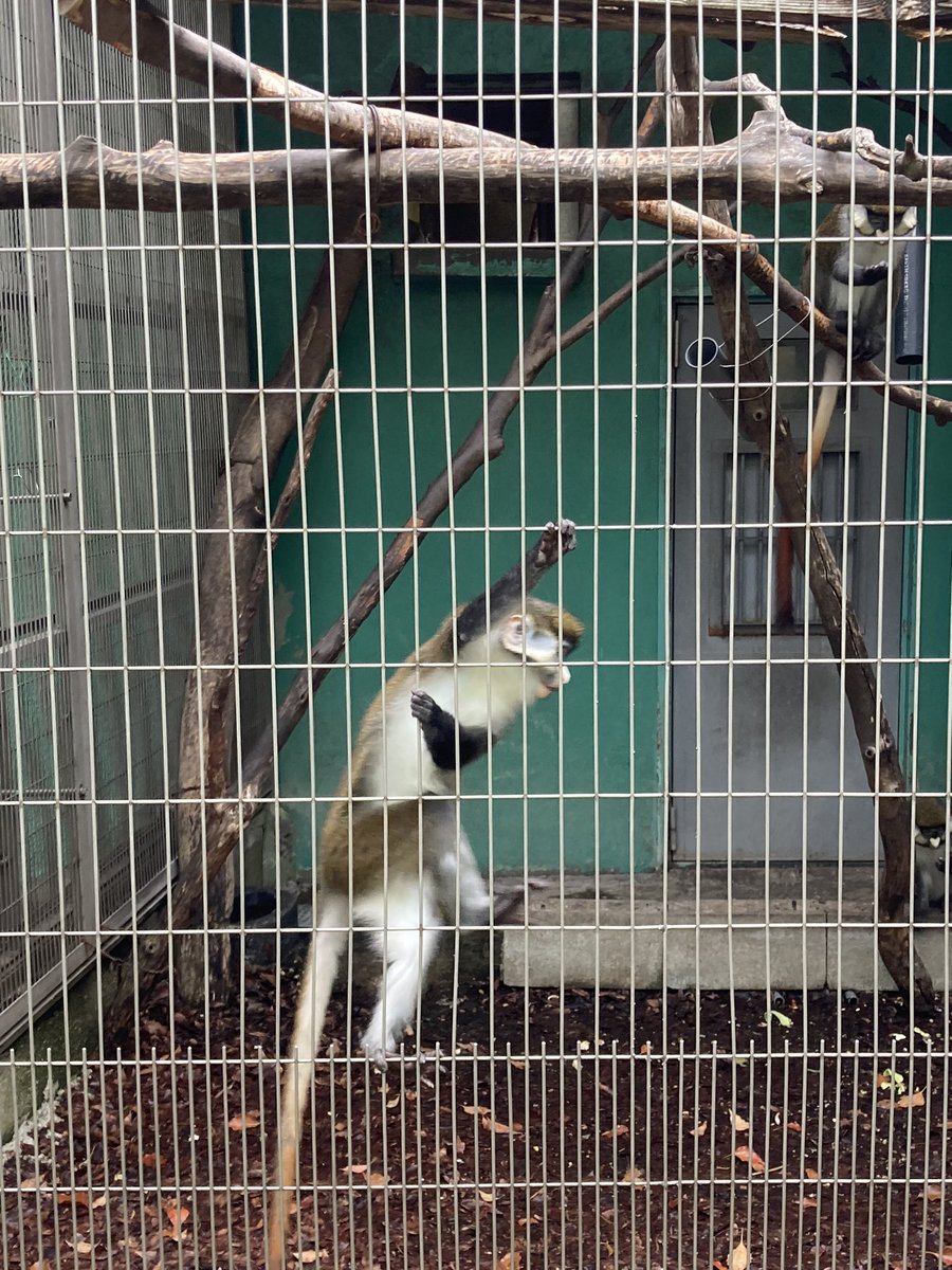 VkvEz8rWHRH8Q1M's tweet image. #日本モンキーパーク #monkeypark #愛知
一年振りの一時帰国で人生初のモンキーパーク、もっと外国人呼びやすいような環境作りがあれば良いなと思った、沢山お猿さん見れたのは大変満足^_^