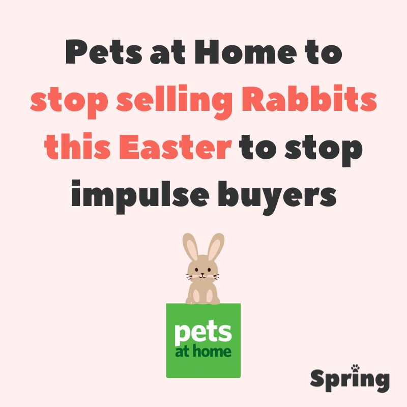 SpringPetsUK's tweet image. Who thinks this is an amazing idea?! ❤️ 🙌🏼 

@PetsatHome has announced it will stop selling rabbits over Easter this year to prevent people from buying them impulsively as an Easter gift.

Exactly the type of news I want to read on a Saturday morning 🌞