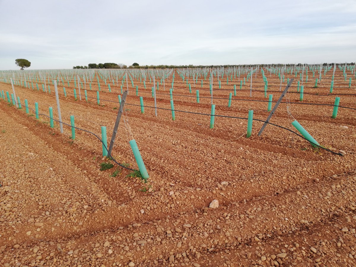 Ayer se hizo oficial: el paisaje agrícola manchego ya cuenta con una especie de ave catalogada "en peligro de extinción". Es el Sisón común. Es lo que tiene convertir el campo en un polígono industrial más estéril que un quirófano y más limpio que la poyata de un laboratorio.
