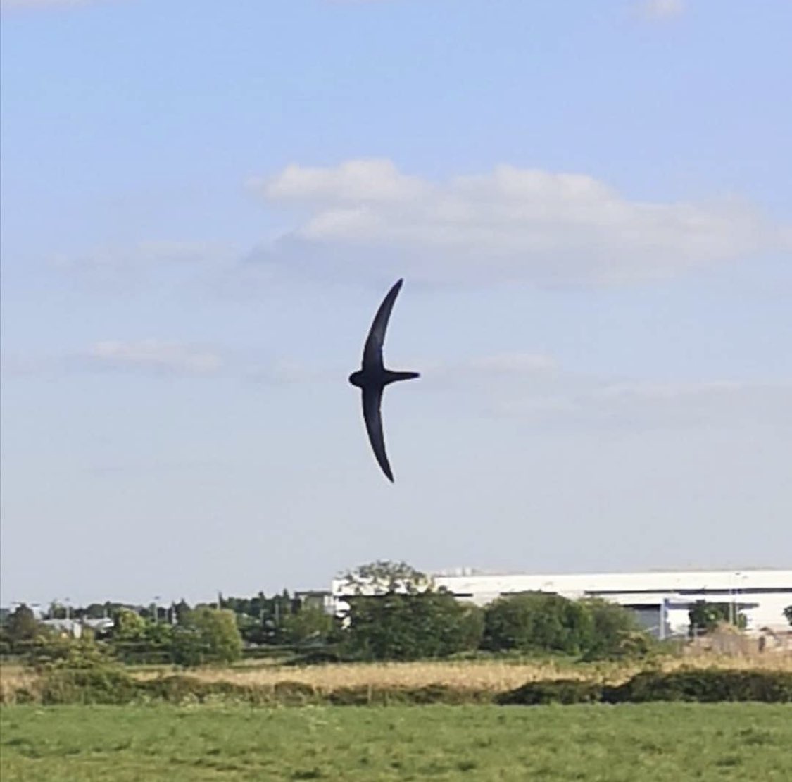 It’s less than a month til these zooming crescent moons return to our skies, and there are less than 5,000 signatures left to reach 100K on <a href="/WriterHannahBT/">Hannah Bourne-Taylor</a>’s swift petition!! Please sign it and share it everywhere!  petition.parliament.uk/petitions/6267…