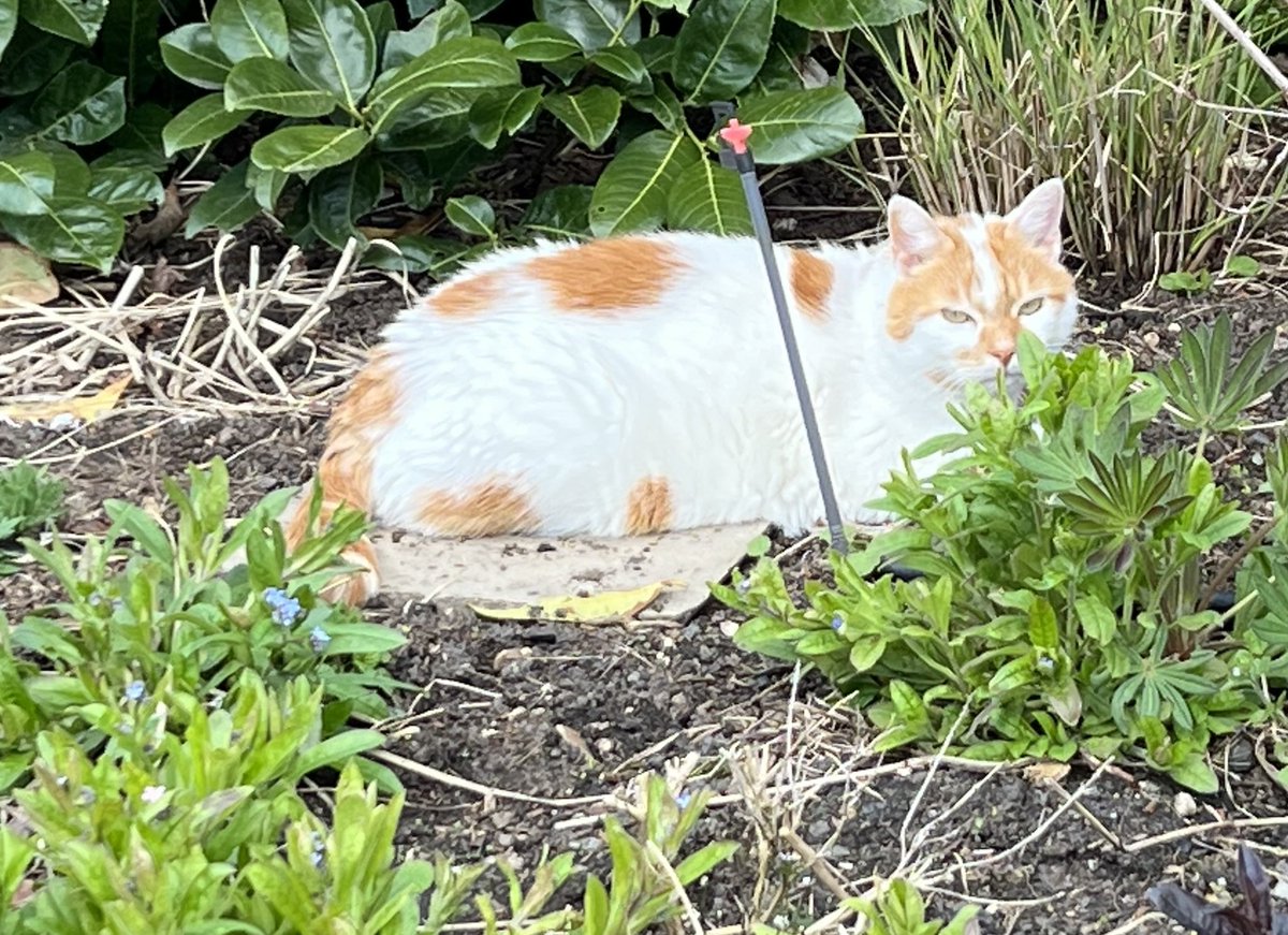 Spring garden #Hedgewatch supervising mum! #Catsoftwitter
